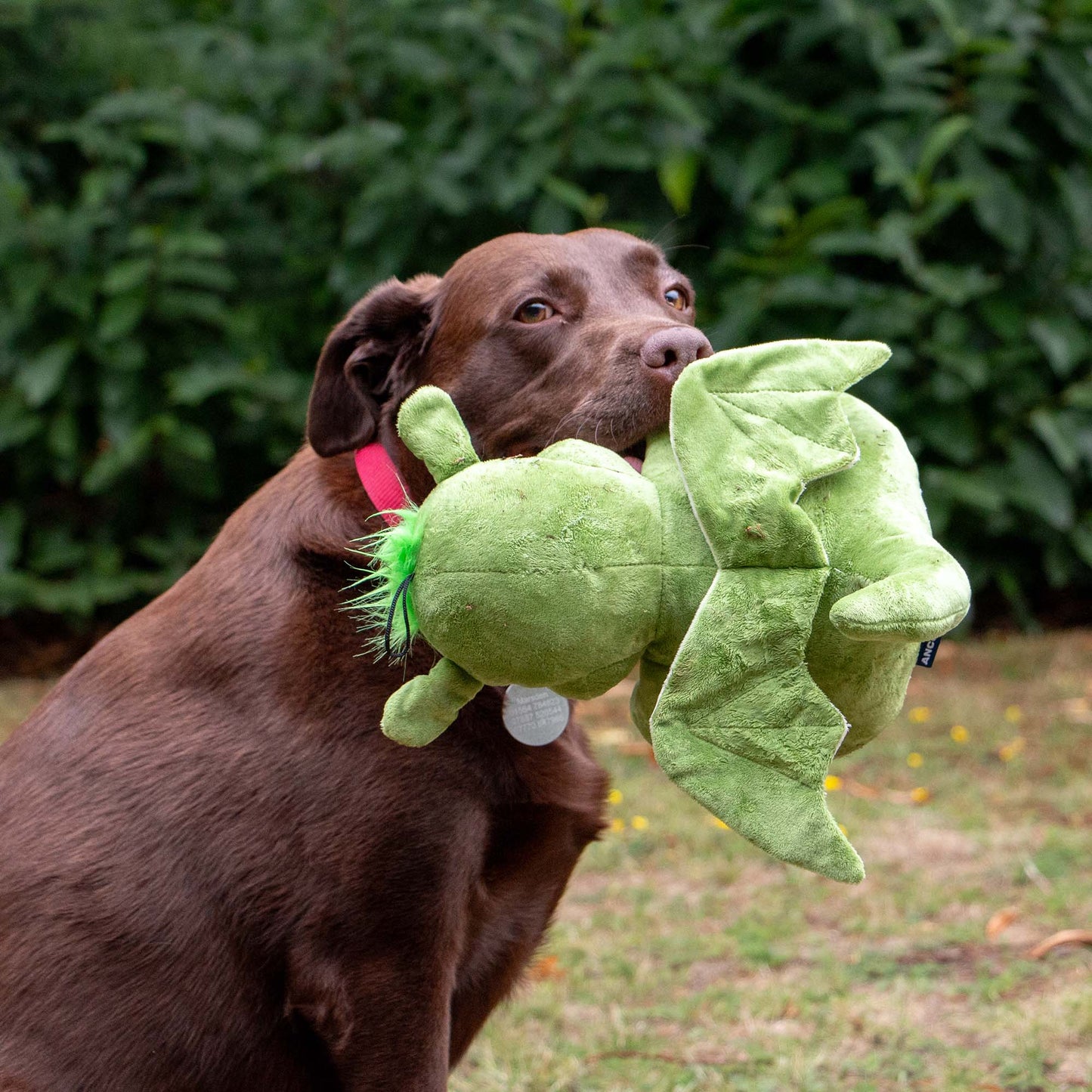 Ancol Pet Products Ltd - Playtime For Dogs Cuddly Sprout The Dragon