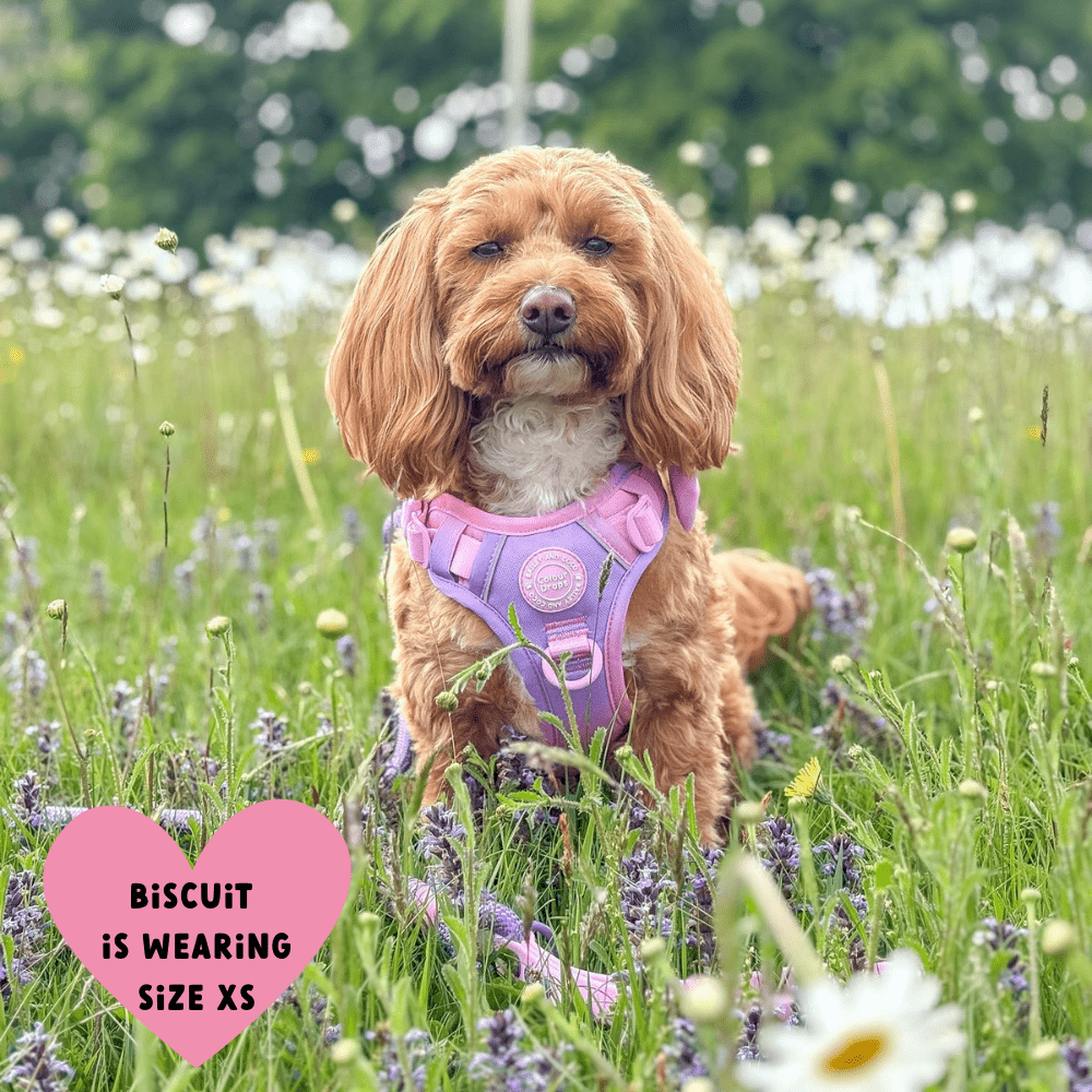 Bailey and Coco - Trail & Glow Dog Harness - COLOUR DROPS® - Love that for you