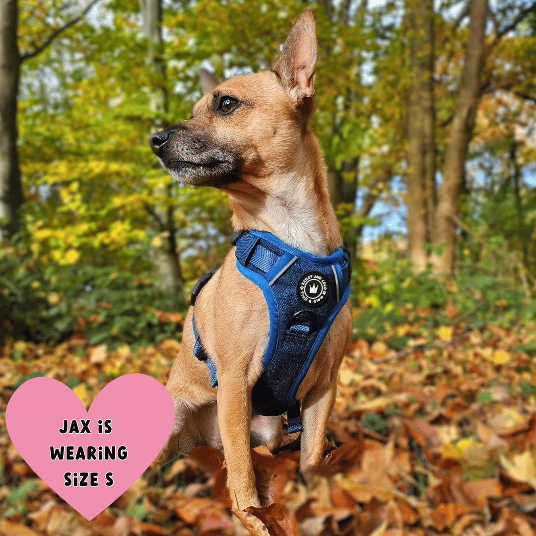 Bailey and Coco - Trail & Glow Tweed Dog Harness - Sapphire Tweed