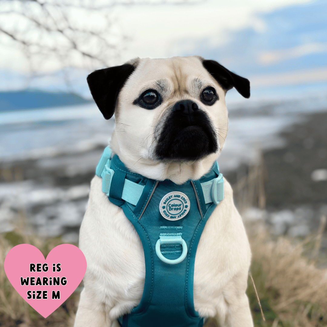 Bailey and Coco - Trail & Glow Dog Harness - COLOUR DROPS® - Ice Teal