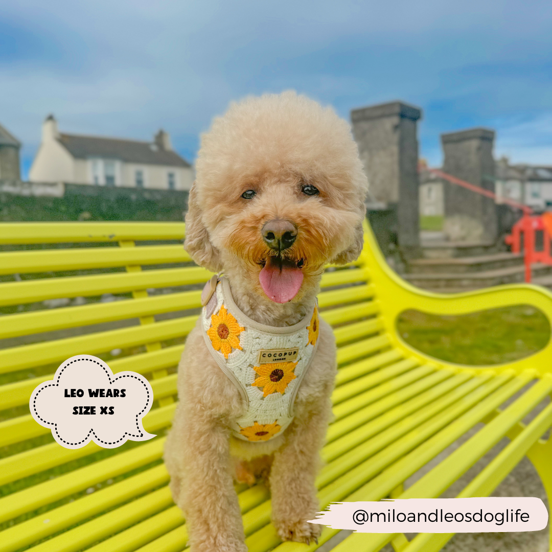 Cocopup London - Sunflower Patch Adjustable Neck Harness