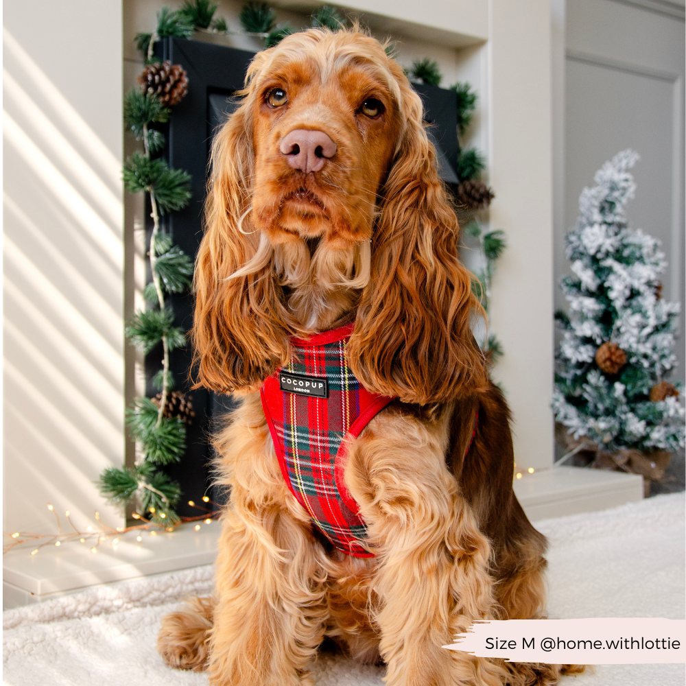 Cocopup London - Tartan Adjustable Neck HARNESS