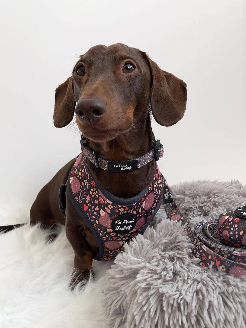 Pet Pooch Boutique - Woodland Hedgehog Dog Lead (autumn/animals)