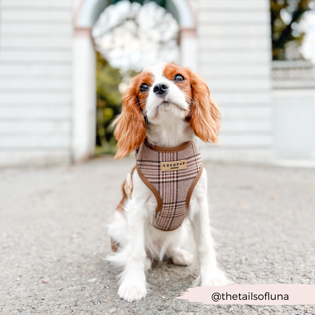 Cocopup London - Pup Plaid Adjustable Neck Harness
