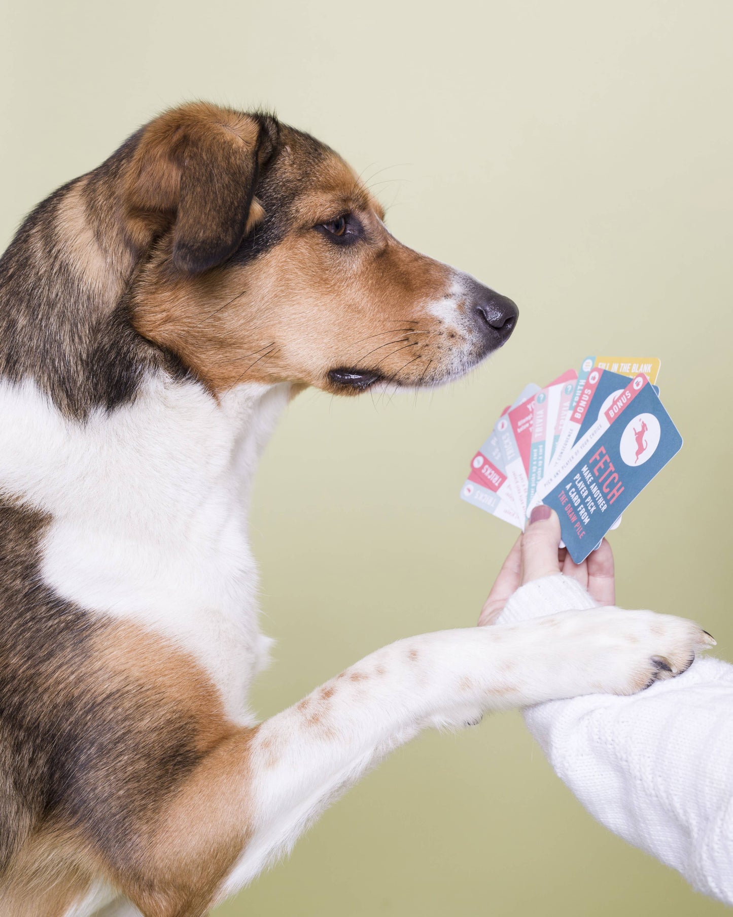 10 Tricks & Trivia Card Games in Display Unit | Dog Gifts